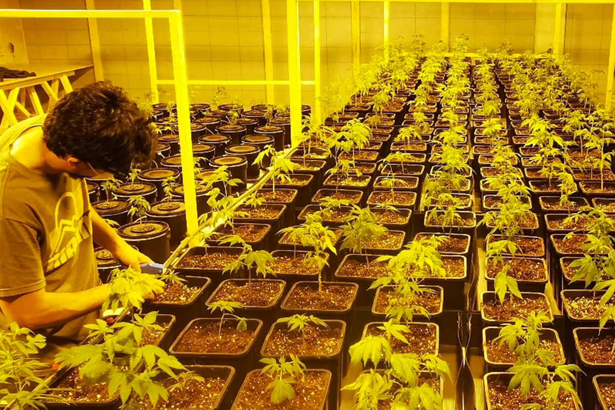 Oltre ai campi si è aggiunto un vivaio con coltivazione protetta indoor