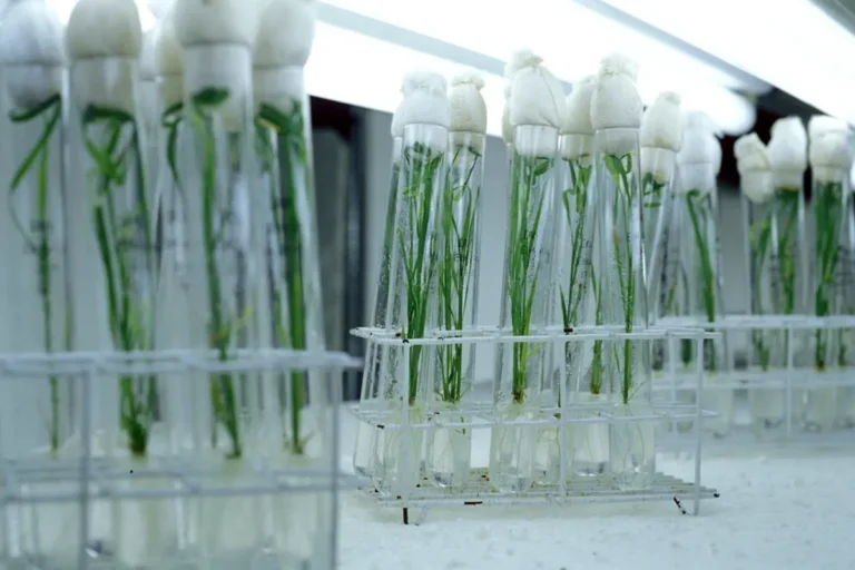 Lampoon PHILIPPINESTesttubescontaining'GoldenRice'seedlingsatIRRI. IRRI champion the new hybrid whilst some environmentalists are concerned about the impact of the plant's genetic engineering