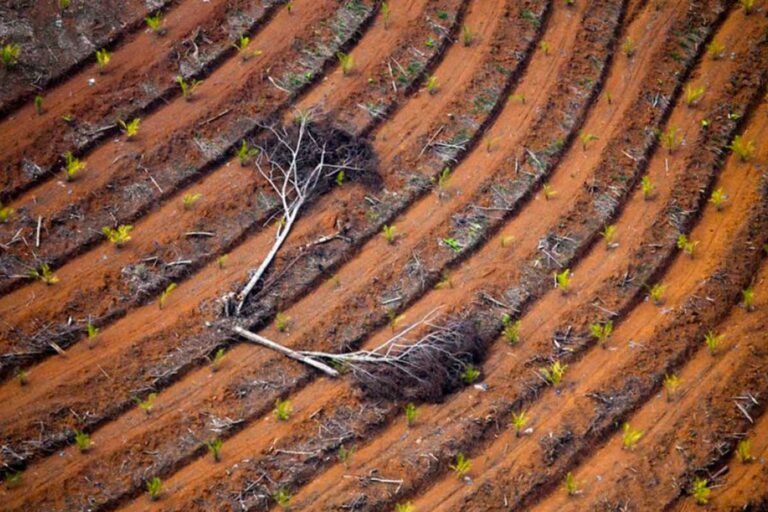 Palm-Plantation-Daniel-Beltrá