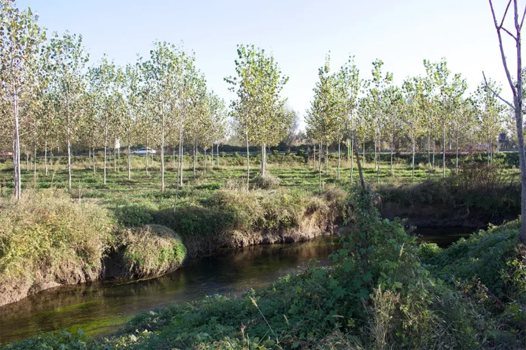 Parco Agricolo SUD - piantagioni di pioppi Lampoon