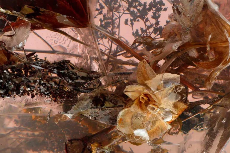 MARCIN RUSAK ‘FLOWERING TRANSITION’|MARCIN RUSAK ‘FLOWERING TRANSITION’