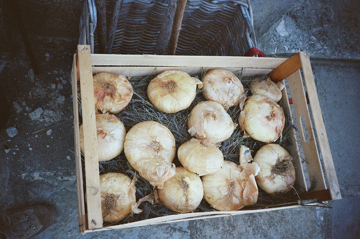 Raccolto di cipolle e lavande
