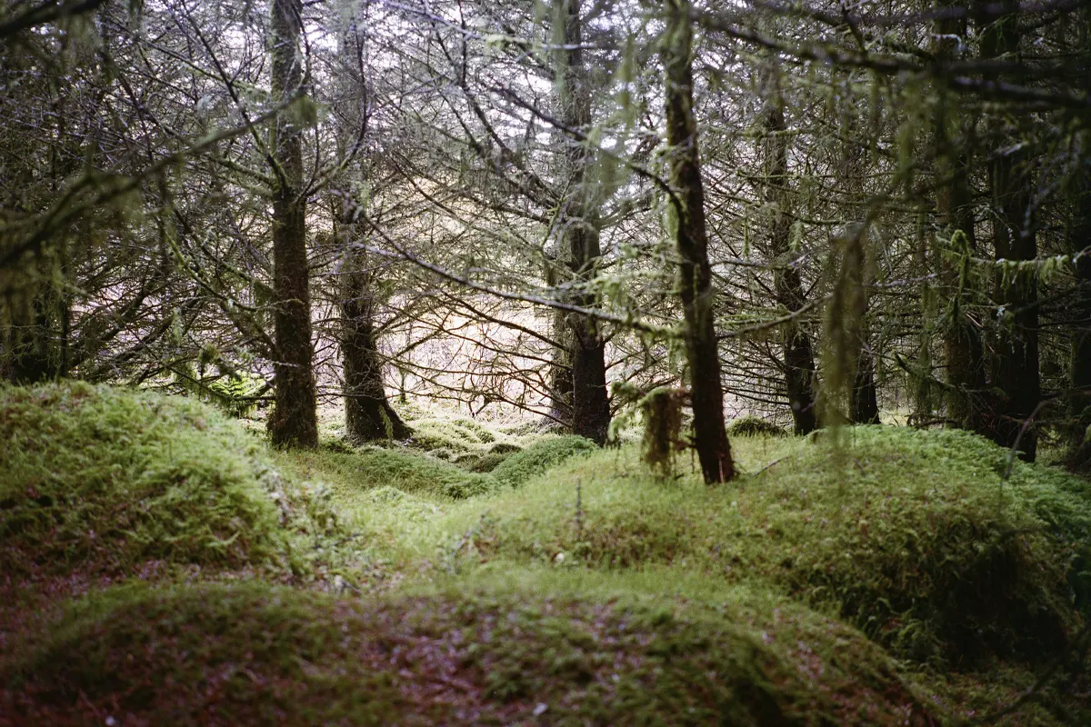 Rainforest image