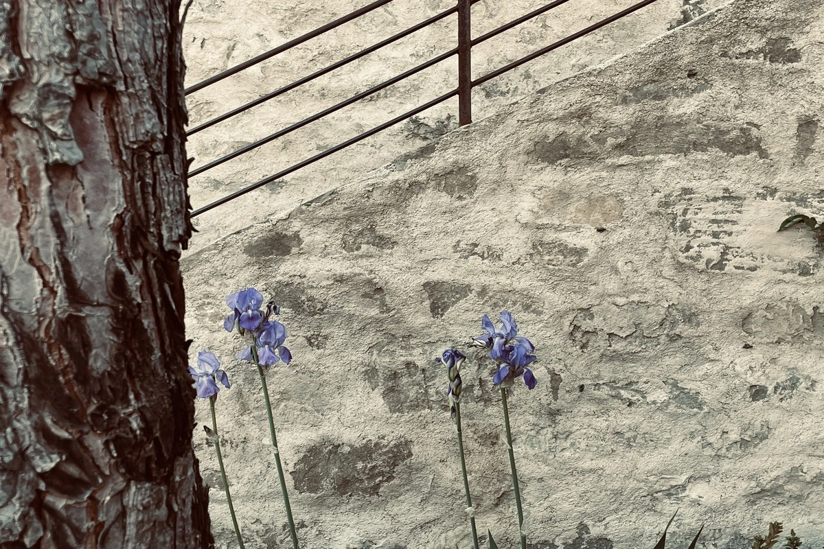 Reschio, Iris e tronco di pino