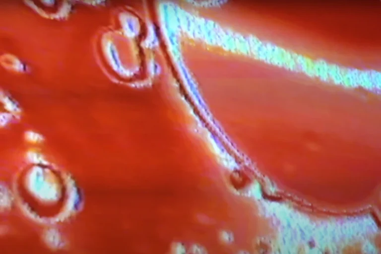 Robot Festival|Robot Festival|Robot Festival|