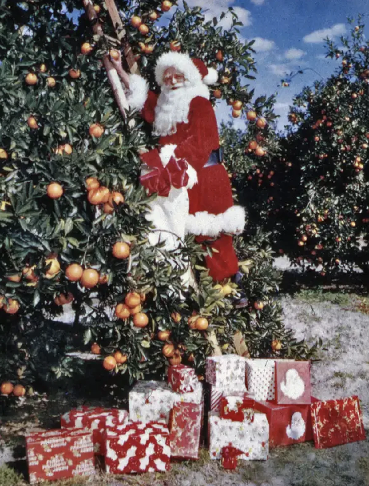 Santa Claus picking oranges in Sarasota, 1965