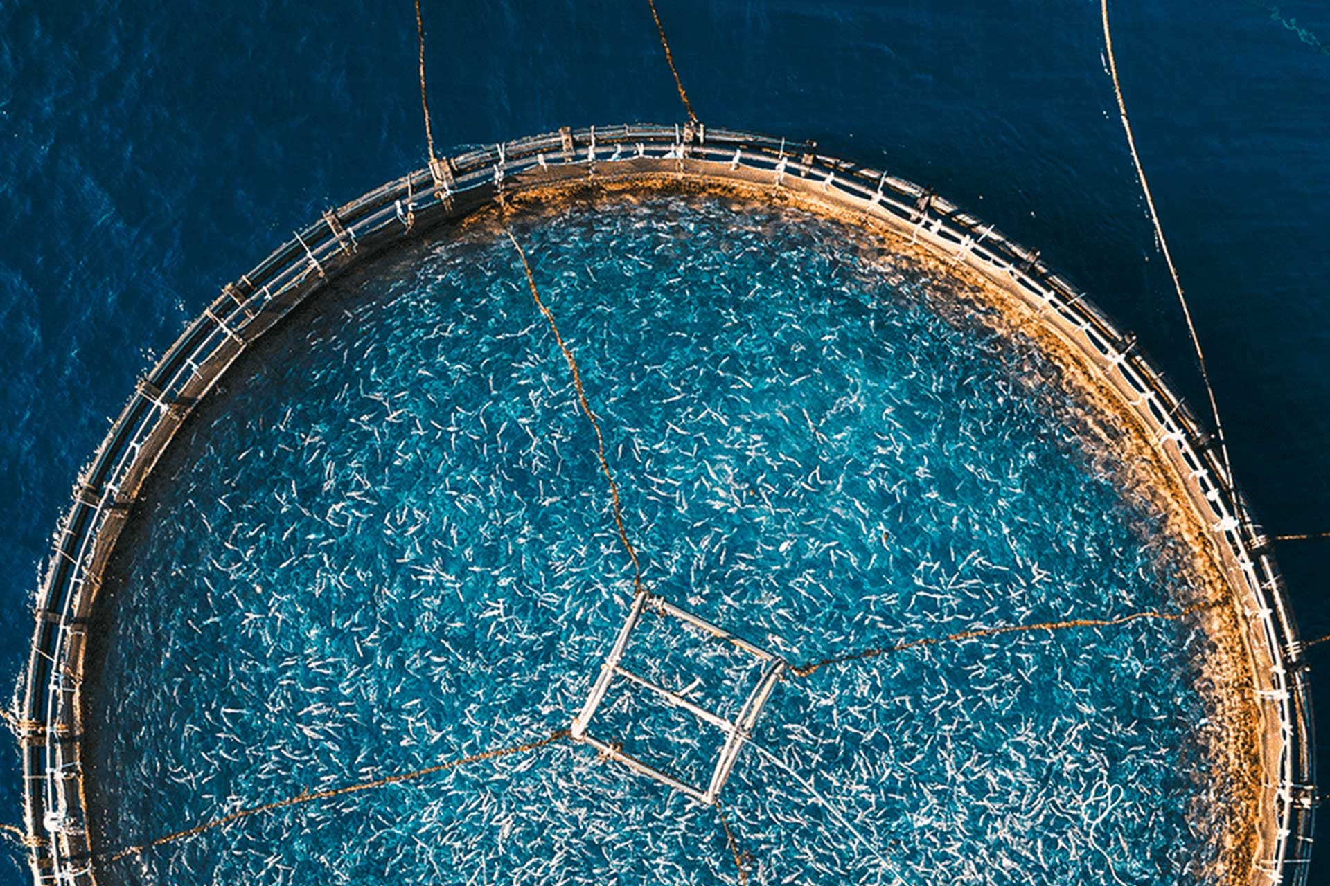 ‘Seaspiracy’ is a 2021 documentary film about the environmental impact of fishing directed by Lucy and Ali Tabrizi