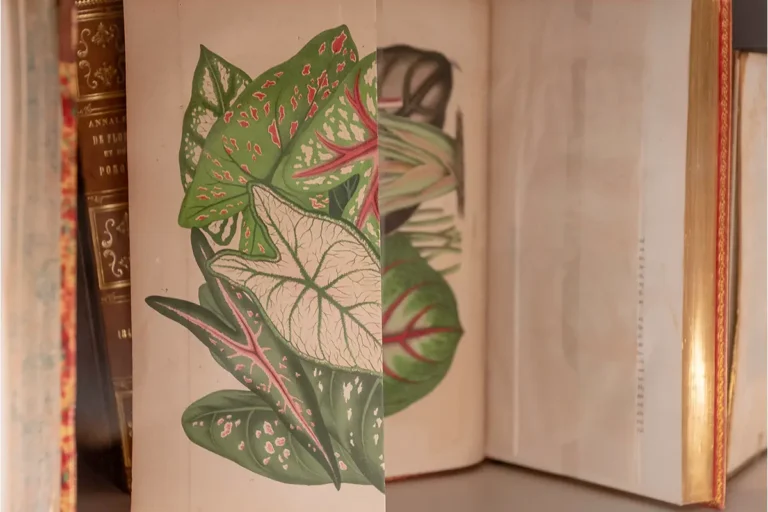 Studio Botanico del Caladium