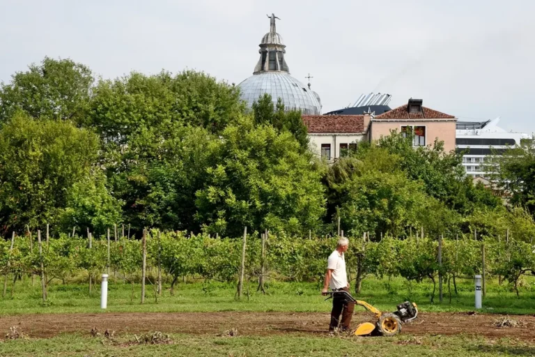 Tending to the vineyard on Giudecca