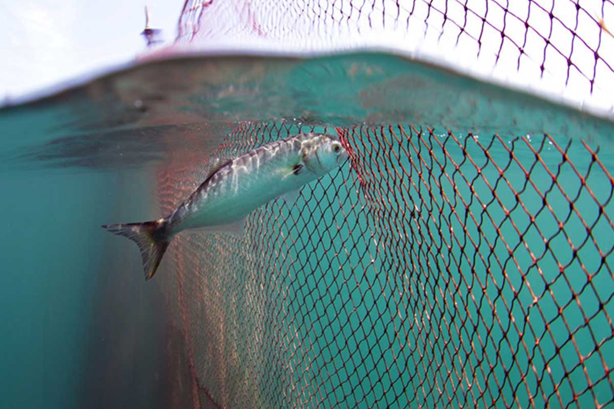 The unsustainable business of industrial fishing, Seaspiracy