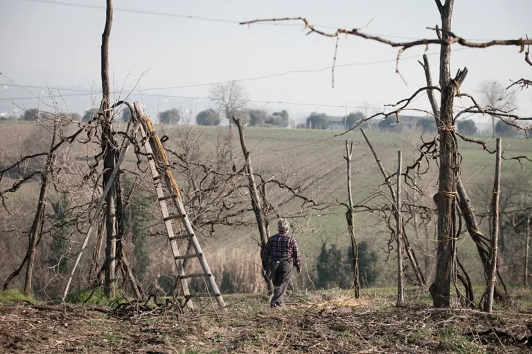 The winelands of Feudi San Gregorio