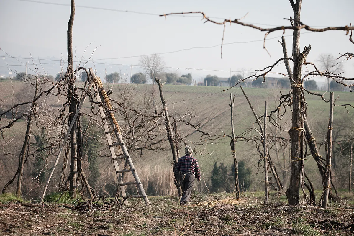 The winelands of Feudi San Gregorio