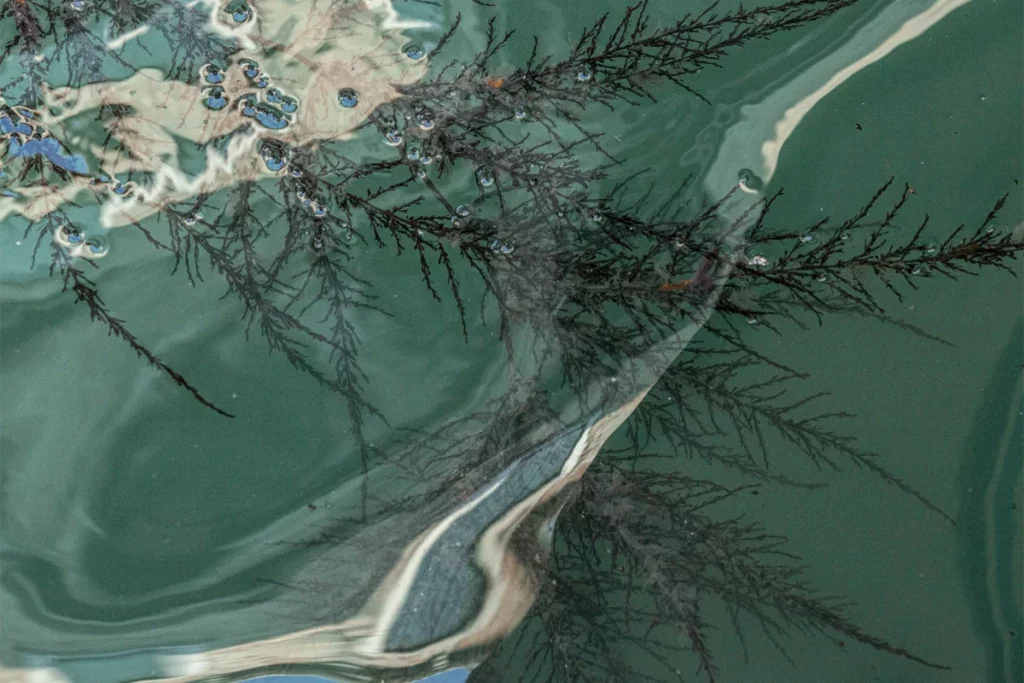 Tiziano Scarpa, Catalogo delle onde, Wetlands, 2024 – foto di Anna Zemella