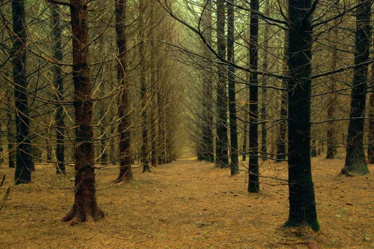 Una scena dal film The Time of Forests