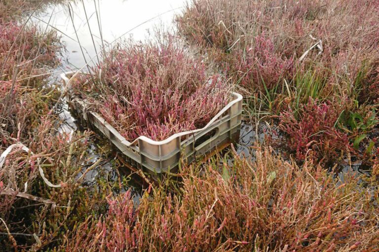 The barena plants that will recolonize the mud