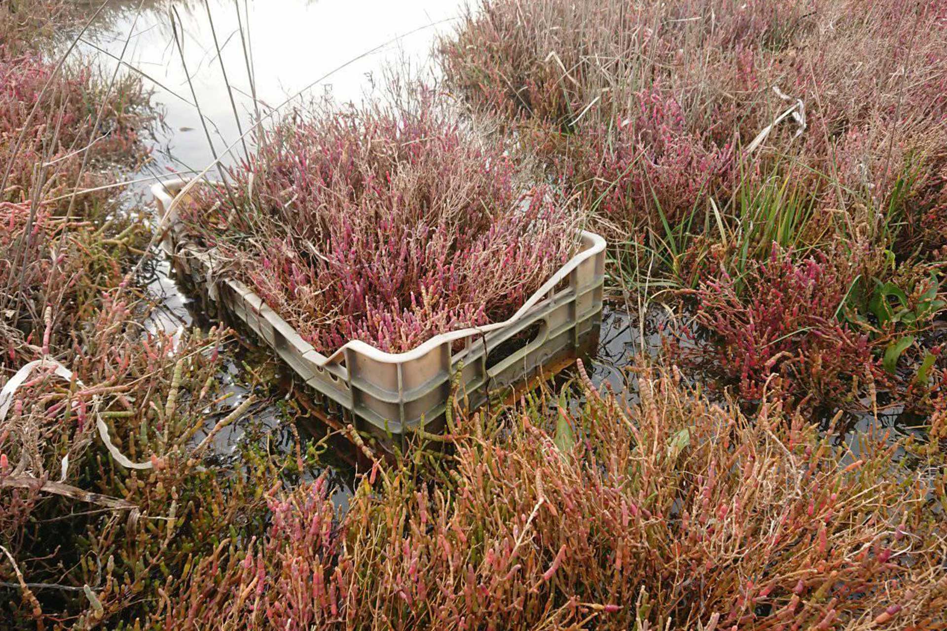 The barena plants that will recolonize the mud