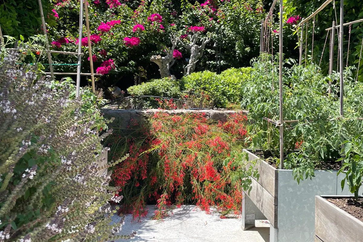Villa Macakizi - the garden