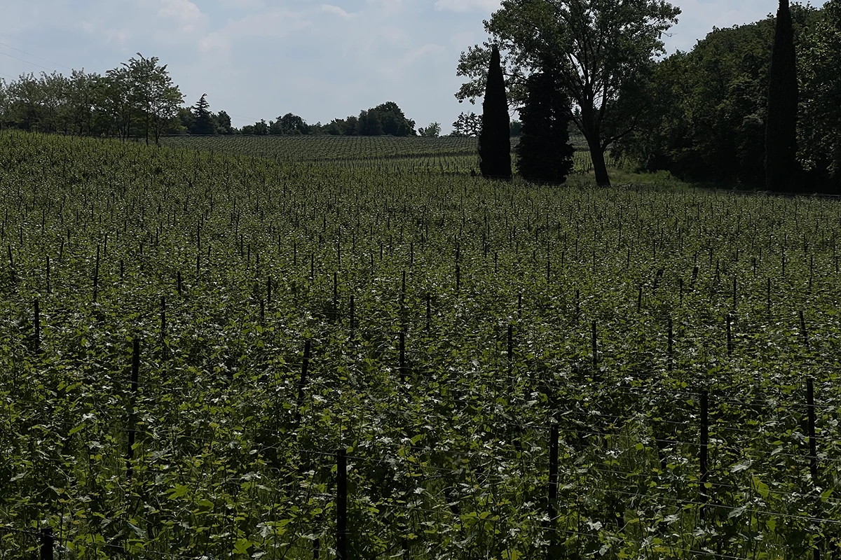 Vineyard rows with cypress trees
