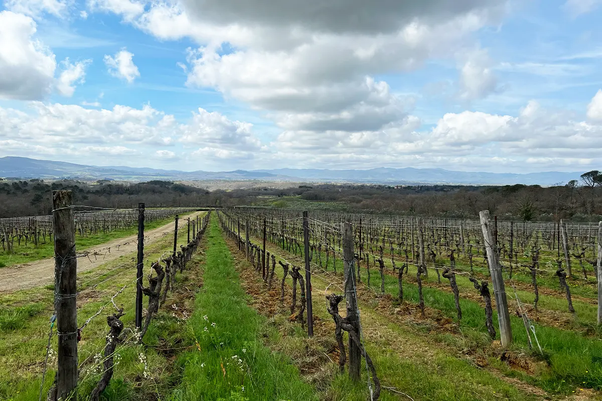 Vineyards in the estate of Il Borro