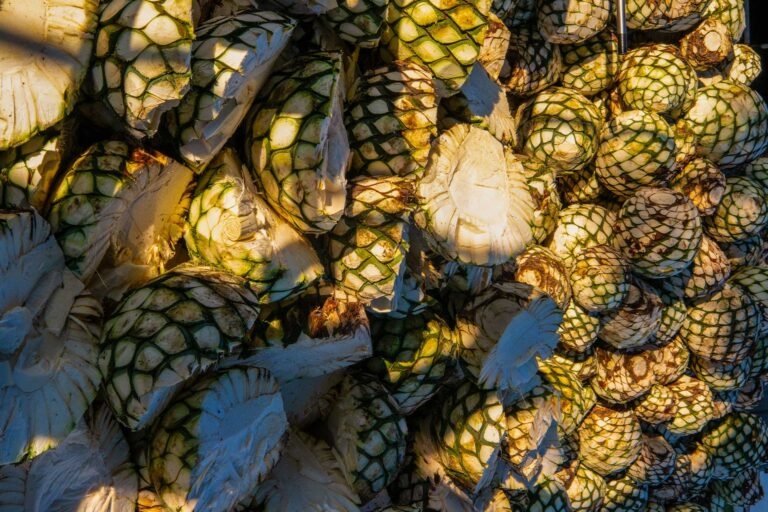 The agave plant belongs to a species which can resist arid climates and has high hydro-efficiency