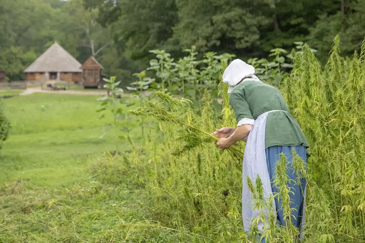 Woman and hemp