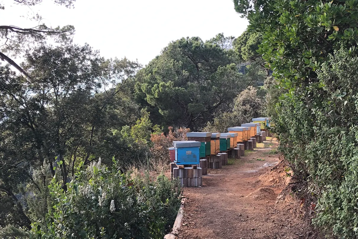 apiary among the maritime pines in the Portofino nature reserve