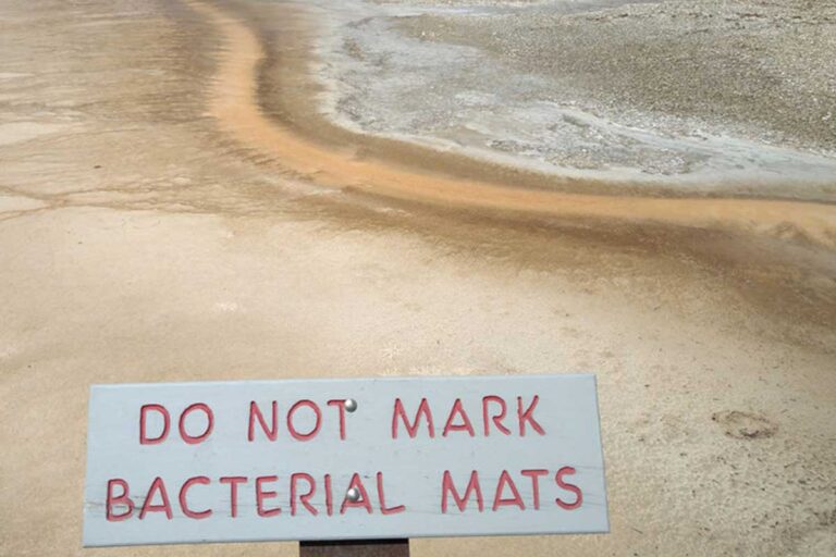 Mini-ecosystems are created when the strands bind together to form the thermophilic mats