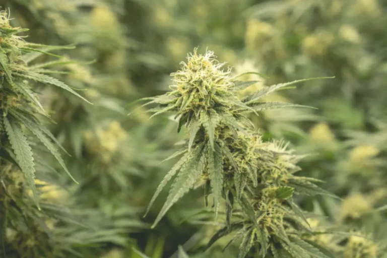 canapa nella cosmesi e nello sport_La canapa nella cosmesi e nello sport- antinfiammatori a base di olio di canapa e CBD