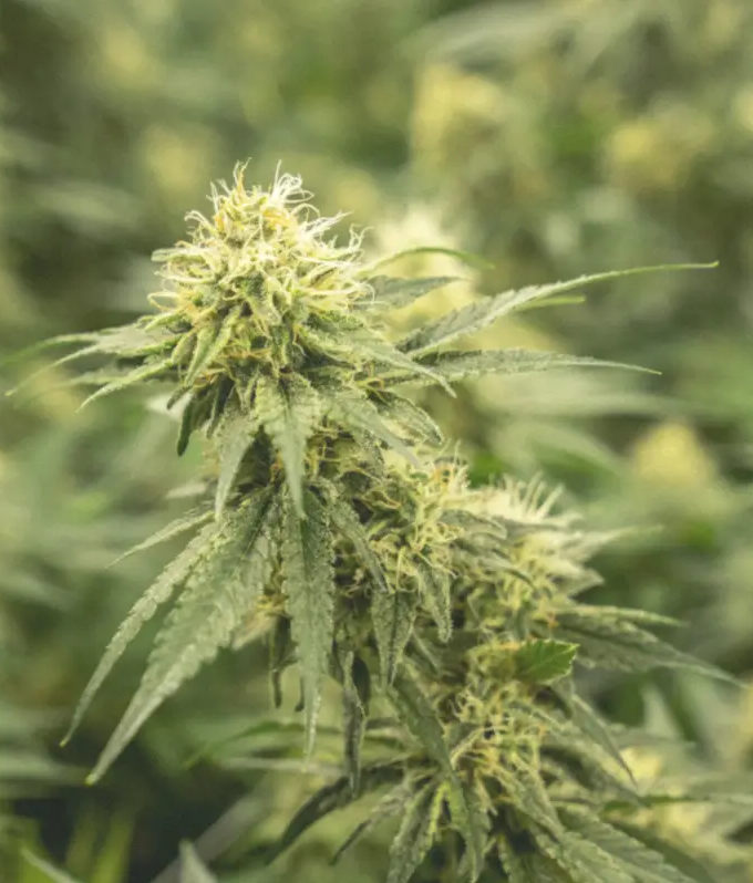 canapa nella cosmesi e nello sport_La canapa nella cosmesi e nello sport- antinfiammatori a base di olio di canapa e CBD