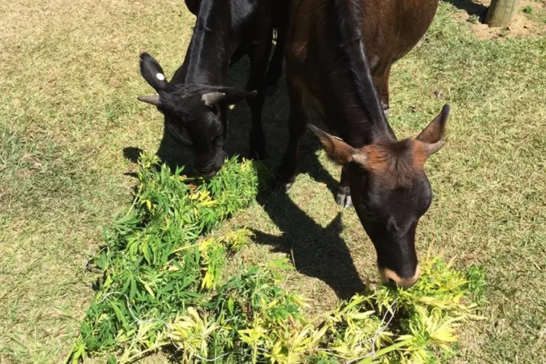 cows eating marijuana