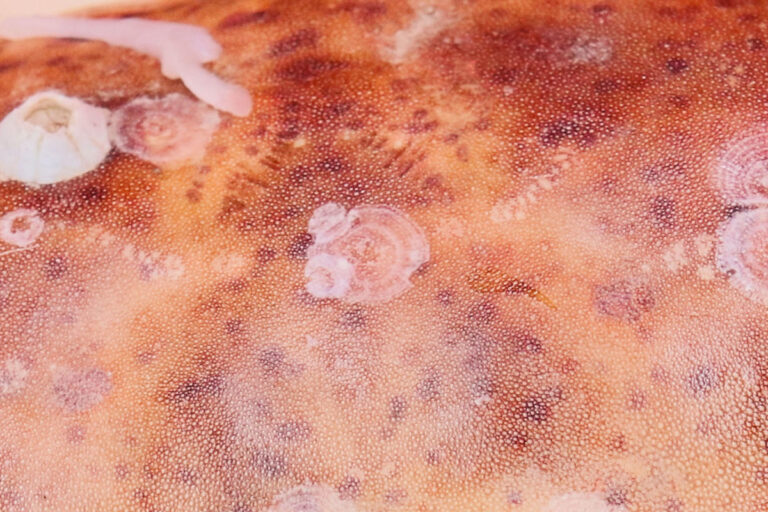 L’esoscheletro dei crostacei