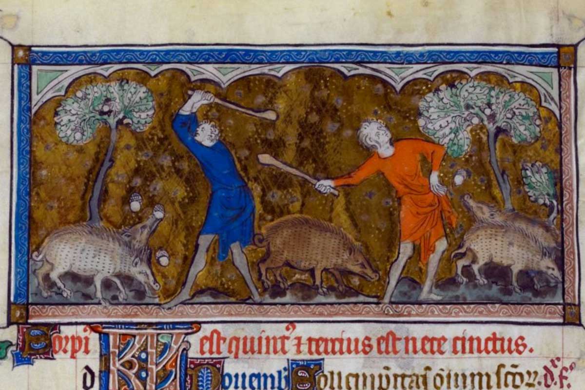Lampoon, Medieval pasture management in the UK including oak trees and pig farming Ph British library Image ReNature