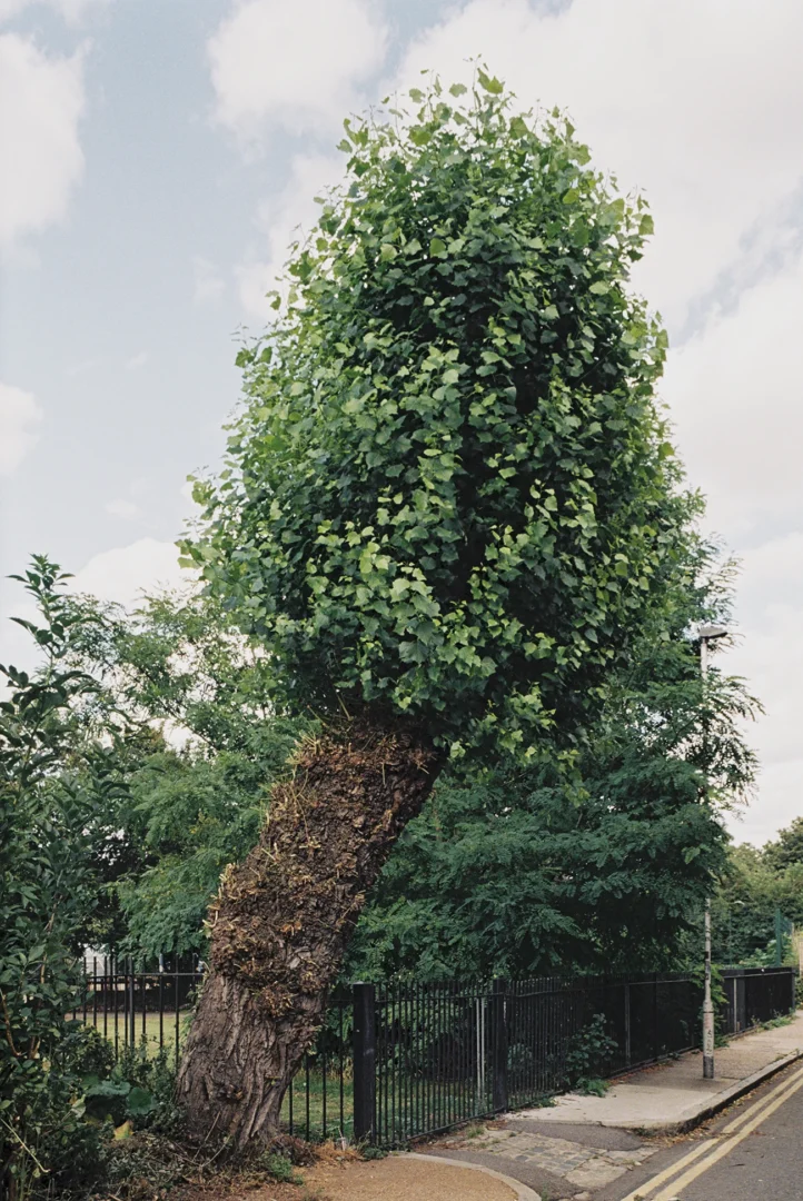 Lorenzo Zandri, Urban Forestry, a falling tree in Shoreditch, Hackney, London 2020