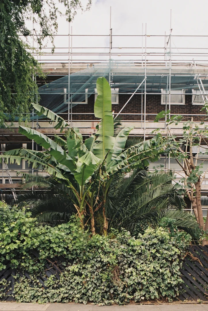 Lorenzo Zandri, Urban Forestry, banana tree along a construction site over a social housing estate, Bethnal Green, London 2020