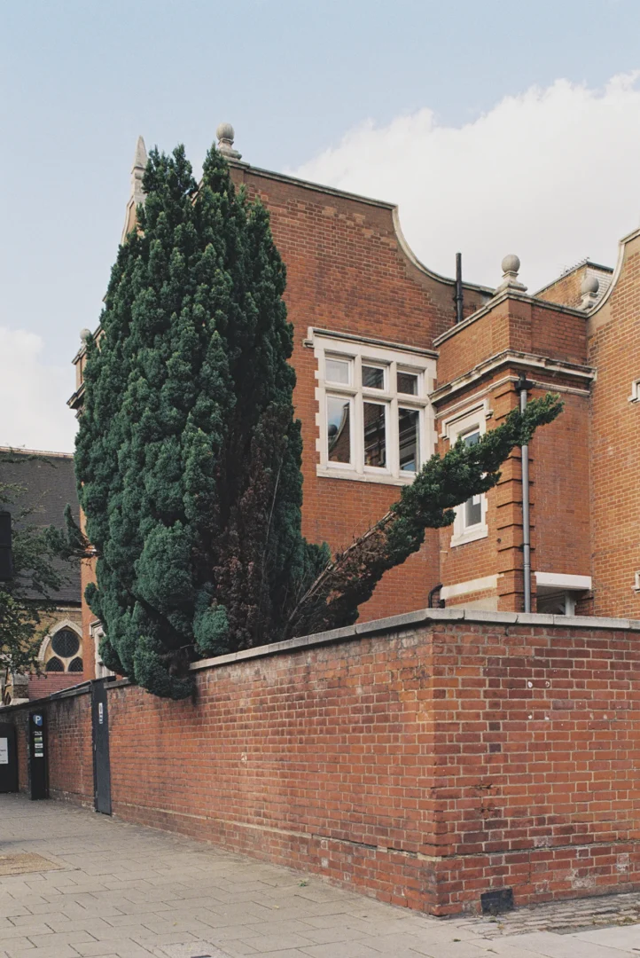 Lorenzo Zandri, Urban Forestry, broken tree in Mare Street, Hackney, London 2020