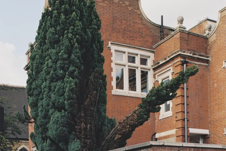 Lorenzo Zandri, Urban Forestry, broken tree in Mare Street, Hackney, London 2020