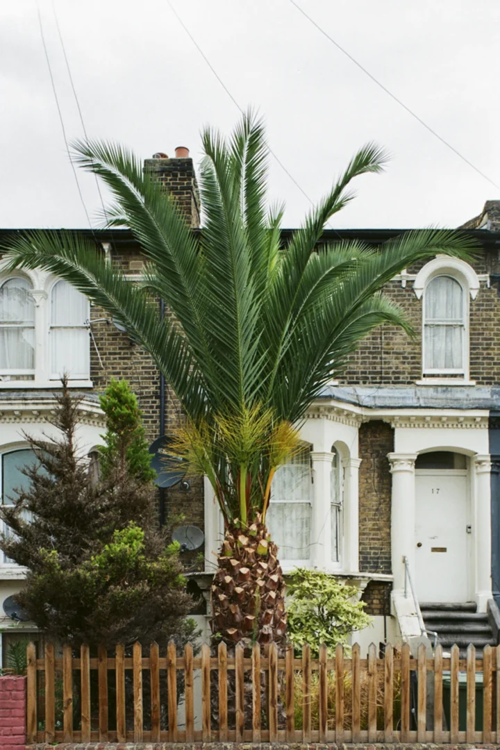 Lorenzo Zandri, Urban Forestry, effervescent tree in a private property in Dalston, London 2020