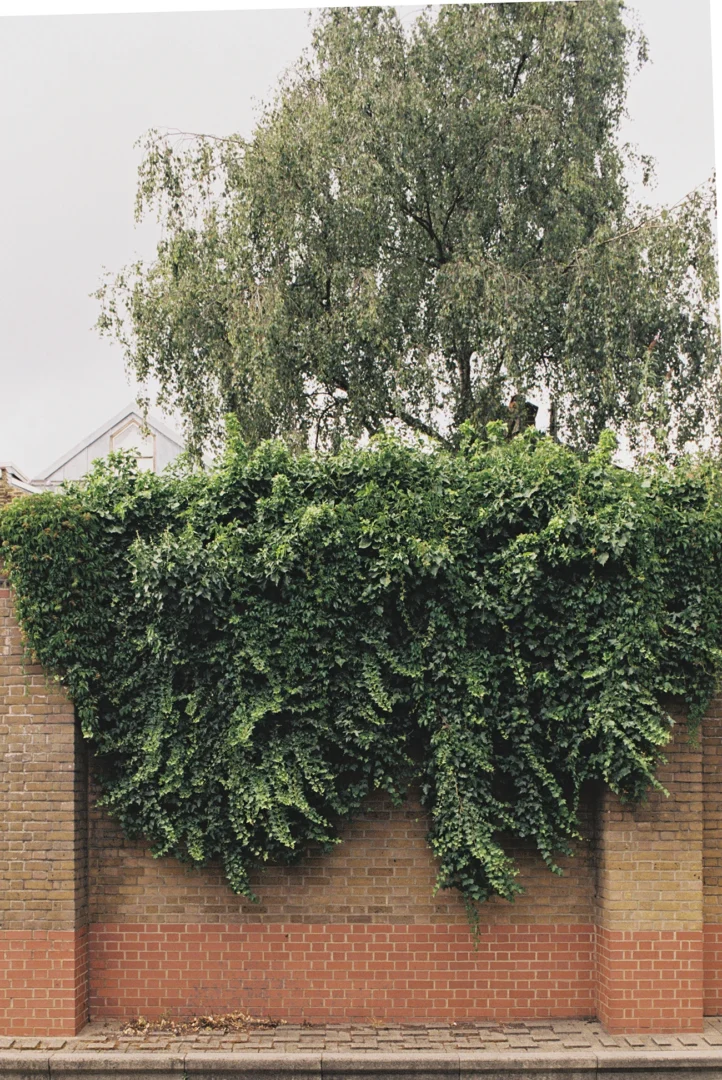 Lorenzo Zandri, Urban Forestry, intrusive greenery along a private property in London Fields, Hackney, London 2020