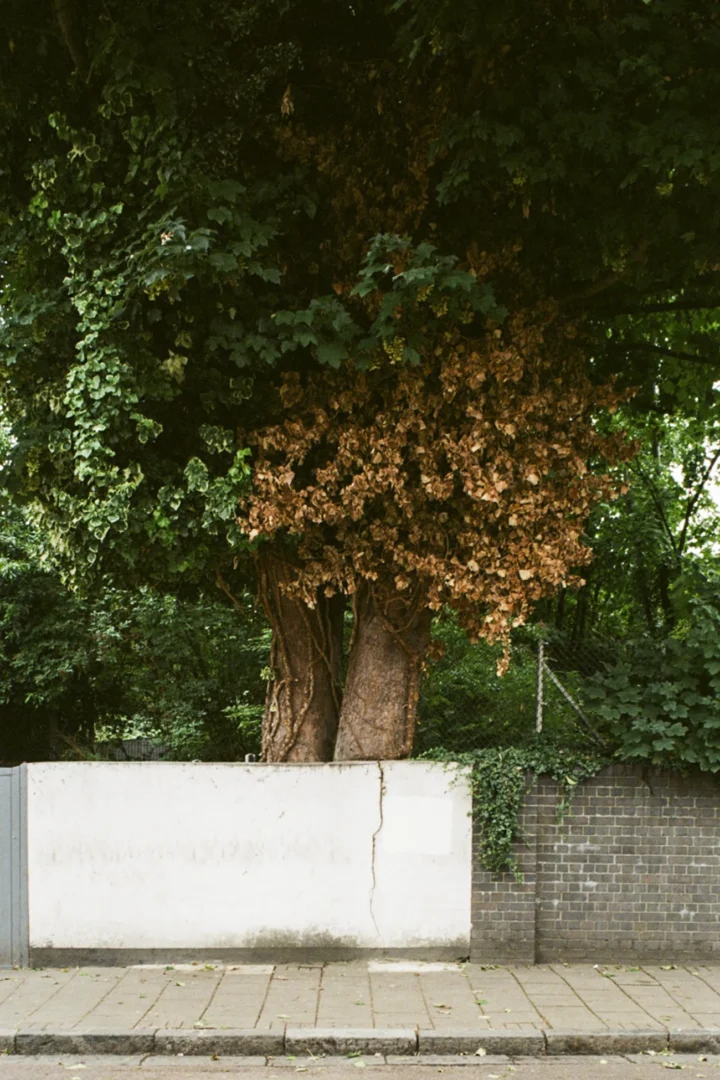 Lorenzo Zandri, Urban Forestry, tree with dying leaves in London Fields, Hackney, London 2020