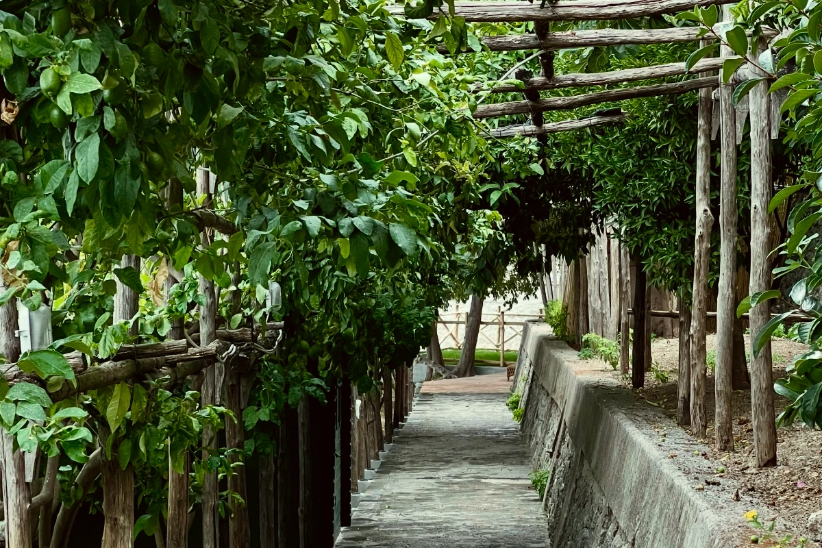 Vegetation, Santa Caterina Amalfi