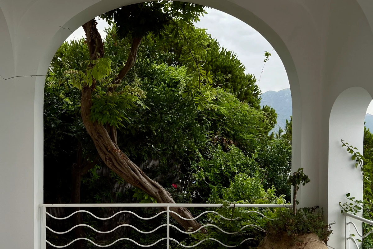 Villa della Marchesa, tree