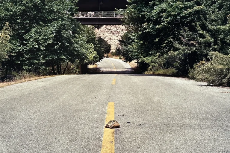 Michael Bible, Goodbye Hotel