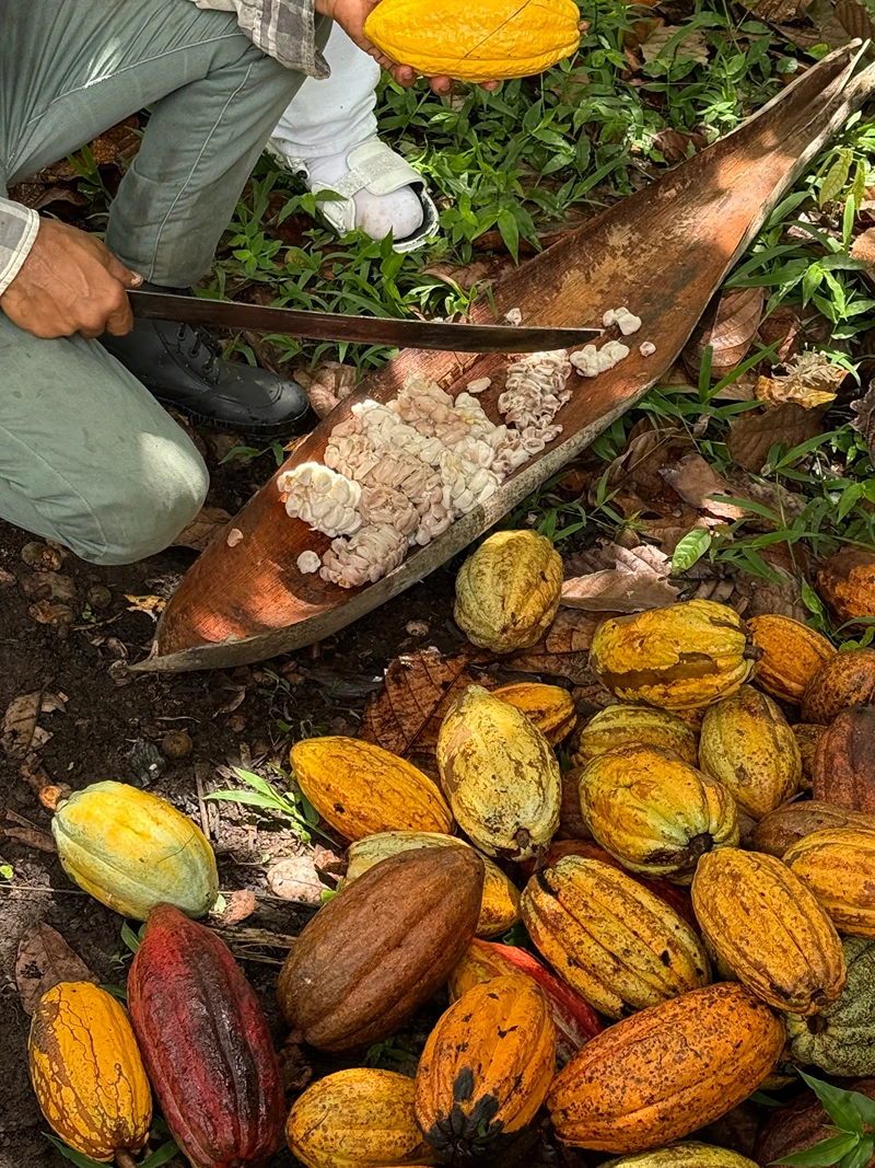 Cacao