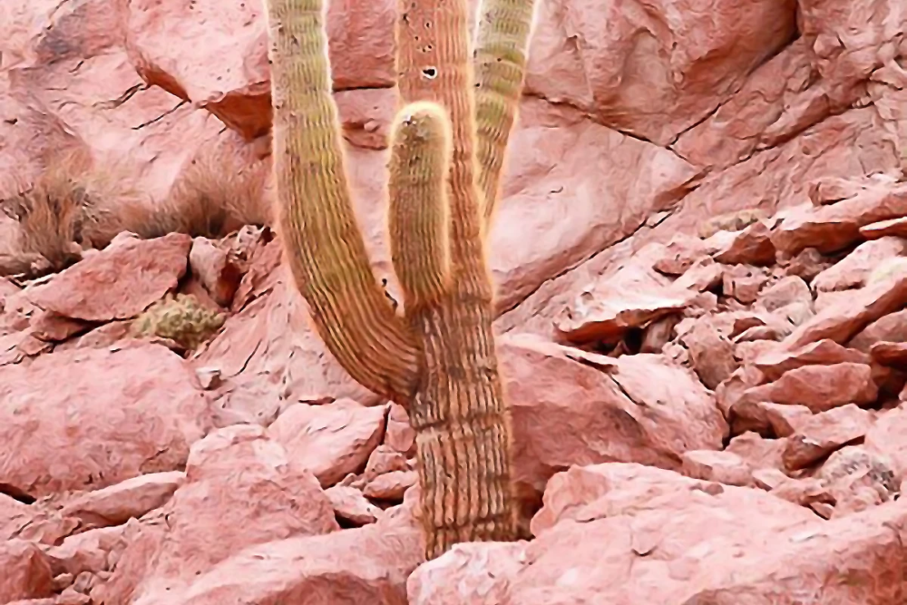 Cactus tree in Atacama desert