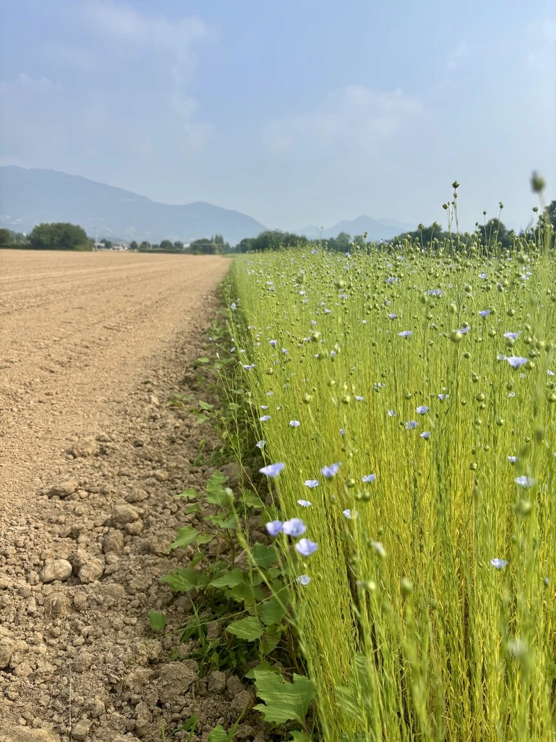 Campi di fiori di lino del Linificio e canapificio Nazionale