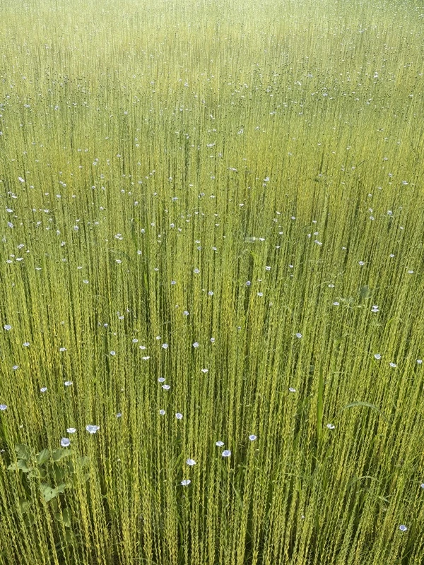 Lino d’Italia, 100 ettari coltivati