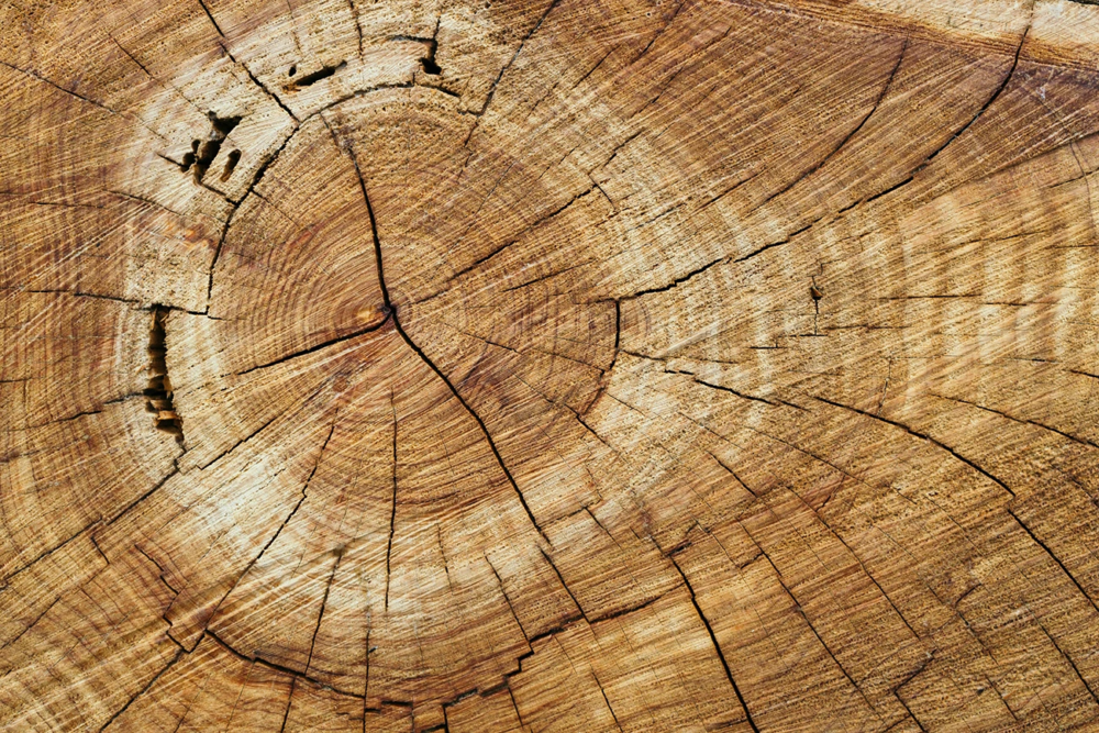 Raw wood, unperfect, rough around the edges. Photo credit Sarah Worth