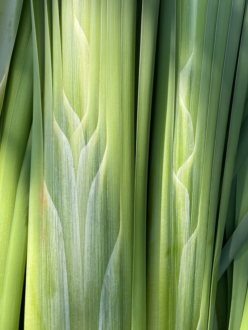 cattail plant Netherlands