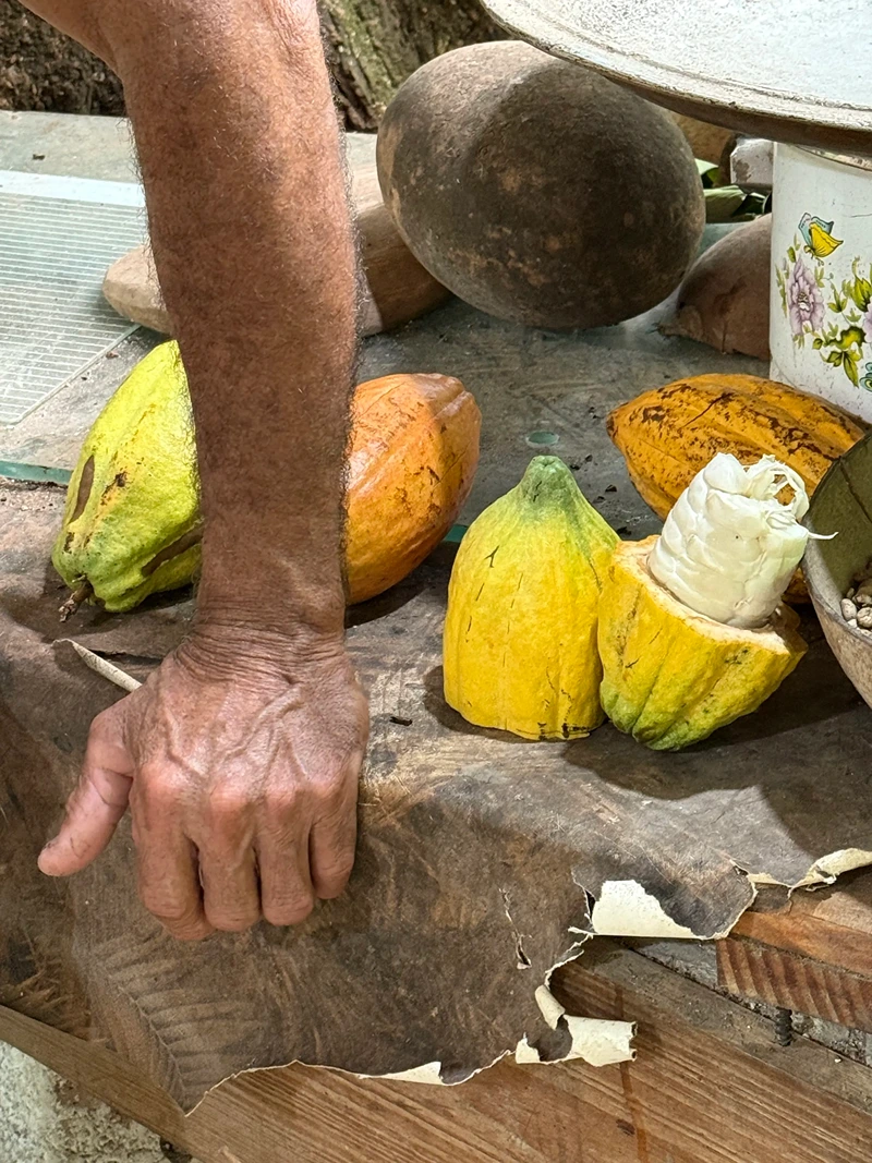 il frutto del cacao e la sua lavorazione a Samaná