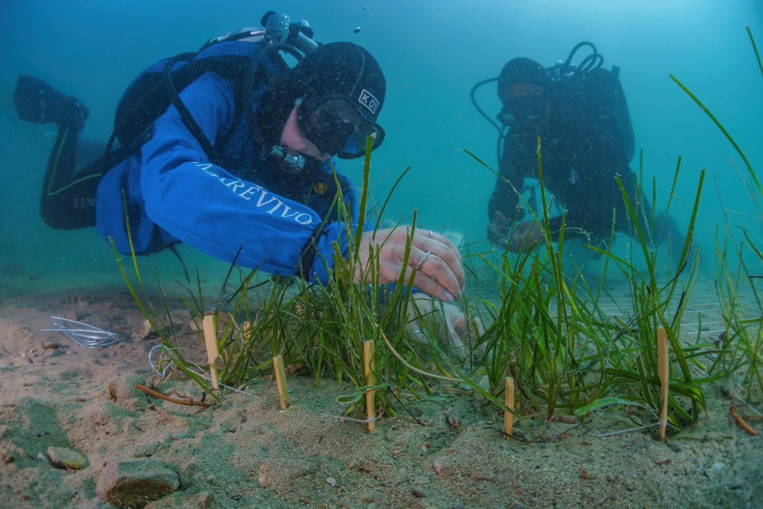Divisione Sub Marevivo piantumazione